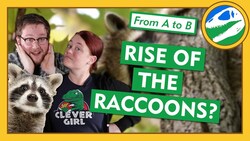 Will Raccoons Take Over The World? - From A to B Instructional Video