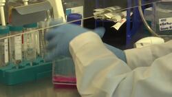 Scientists serve up a lab grown steak News Clip