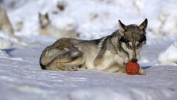 TC Wait, a life dedicated to sled dogs Instructional Video