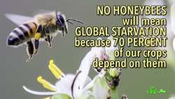 20 Minutes of Amazing Stuff About Bees Instructional Video