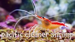 Famous Fish! Real Pictures of the Sea Animals from Finding Nemo Instructional Video