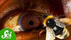 Scientists Let Bees Land in their Eyes Instructional Video