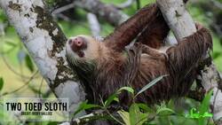 Cute Skulls and Cute Cavies: SciShow Talk Show #17 Instructional Video