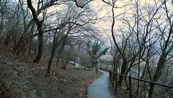 Empty park road with bare trees and spooky environment. Cold winter season Stock Footage