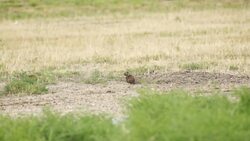 Owls Relocated Due to Human Redevelopment Now Aided By Squirrels Instructional Video