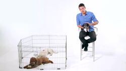 How to Puppy-Proof Your Home Instructional Video