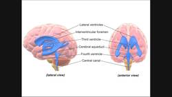 Circulation of Cerebrospinal Fluid (CSF) Through Ventricles Instructional Video