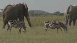 VOICED : Elephants vs. avocados: new battle for territory in Kenya News Clip