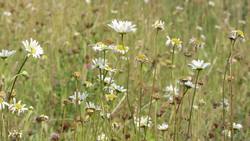 Ecosystem Activator: Temperate Grasslands. Age 7 - 10. Instructional Video