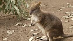 This Newborn Parma Wallaby Joey is Your Daily Dose of Cute Instructional Video