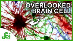 Why We’ve Been Ignoring These Brain Cells | Great Minds: Ben Barres Instructional Video