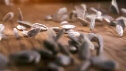 Sunflower Seeds authentic Slow-Motion falling on wooden table, close up Stock Footage