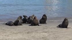 Sea lions at a beach Stock Footage