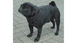 Pros & Cons of the Pug Breed Instructional Video