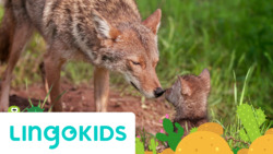 Animals in the World Instructional Video