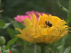 Introduction to Adaptations Instructional Video