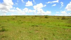 animals grazing in savanna at africa Stock Footage