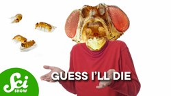 Why Flies Die When They See Dead Flies Instructional Video
