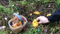 Collecting fungus called chanterelle Stock Footage