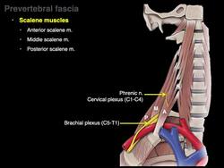 Muscles of the neck Instructional Video