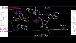 Corrin/B12 Biochemistry: Cobalamin Adenosyltransferase Instructional Video