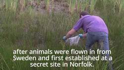 'Reverse extinction' for Norfolk frog News Clip