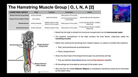 The Thigh | Muscles of the Posterior Compartment [Hamstrings]