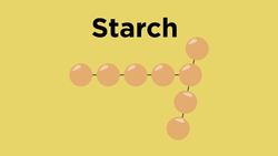 Digestive enzymes Instructional Video