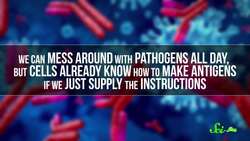 How Do mRNA Vaccines Work? Instructional Video