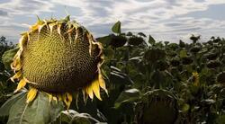 Asteroid Strikes Yucatan Peninsula Instructional Video