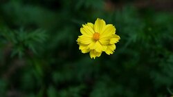 Background Nature Mexican Aster or Yellow Cosmos Flower. video Slow Motion Stock Footage