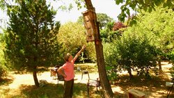 Revolutionizing Beekeeping: The Tree Hive Approach Instructional Video