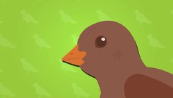 I WONDER - Why Do Birds Have Hollow Bones? Instructional Video