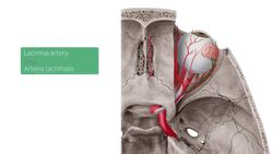 Blood vessels of the orbit Instructional Video