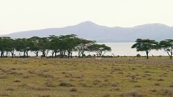 Herd Of African Zebras Graze On A Green Meadow Near The Acacia Trees And Lake Stock Footage