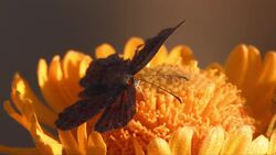 Everglades National Park - Everglades Environmental Education: 40th Anniversary Celebration Instructional Video