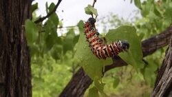 CLEAN : Botswana's edible caterpillars decimated by drought News Clip