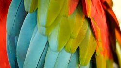 Close up of Red Amazon Scarlet Macaw parrot or Ara macao, in tropical jungle forest. Wildlife Colorful selective focus portrait of bird with vibrant feathers from exotic nature. Stock Footage