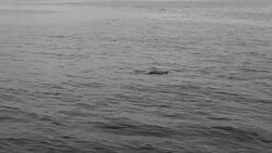 Common Dolphin Stock Footage