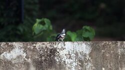Kingfisher bird : adult Crested kingfisher (Megaceryle lugubris) Stock Footage