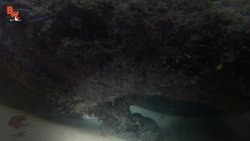 Octopus CAUGHT in South Africa! Instructional Video