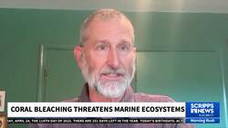 84% of world's coral reefs suffer from bleaching News Clip