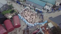 CLEAN : South Korea confirms first swine fever outbreak News Clip