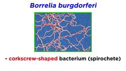 Lyme Disease Borrelia burgdorferi Instructional Video