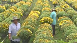 CLEAN : Flower village in Vietnam's Mekong Delta gears up for Lunar New Year News Clip