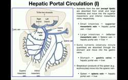 Anatomy - Hepatic Portal Circulation EXPLAINED Instructional Video