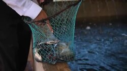 VOICED : Sacerdote cultiva tilapias para sortear crisis por pandemia en El Salvador News Clip