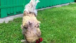 Bird rooster looking for food in green grass Stock Footage