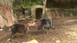 It’s an Okapi Calf’s First Day Out on Exhibit With Mom Instructional Video