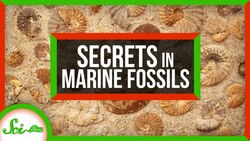 3 Secrets About Ancient Earth, Hidden in Marine Fossils Instructional Video